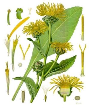 Asteriscus Yellow Starwort - Inula helenium - Девясил высокий
